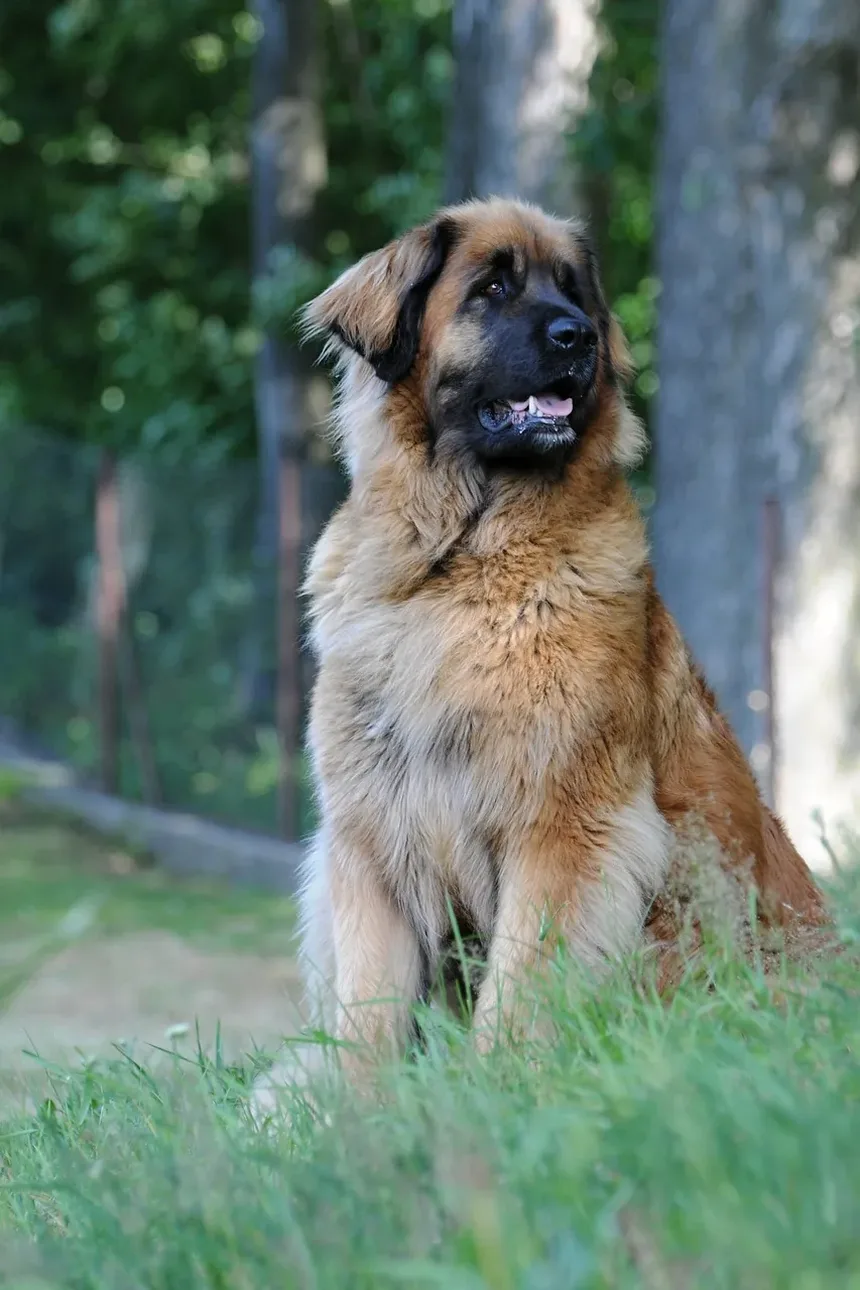 Como Escovar os Dentes do Seu Cão com uma Escova de Dedo