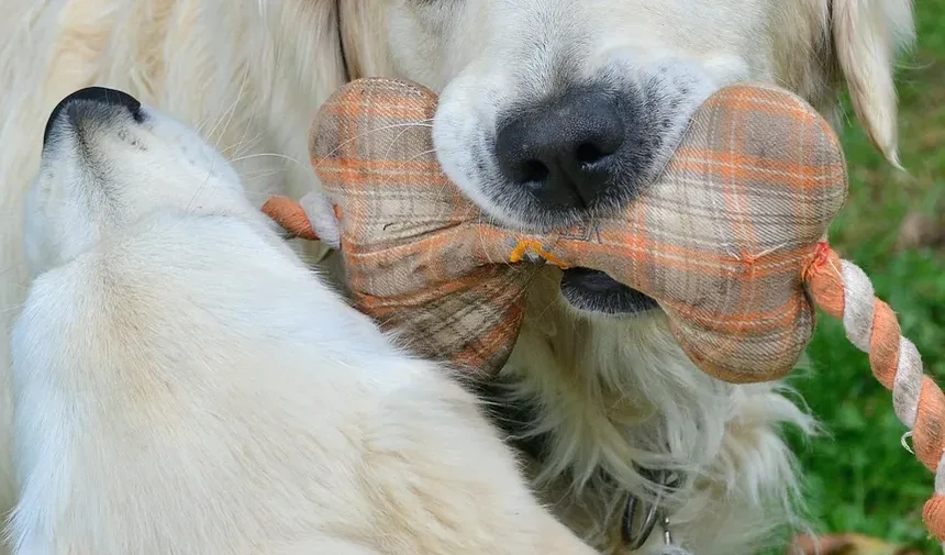 Como Escovar os Dentes do Seu Cão com uma Escova de Dedo