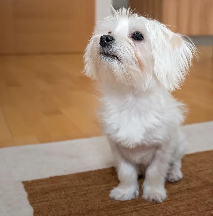 Como Acalmar um Filhote de Dachshund Hiperativo: Estratégias Eficazes para o Treinamento