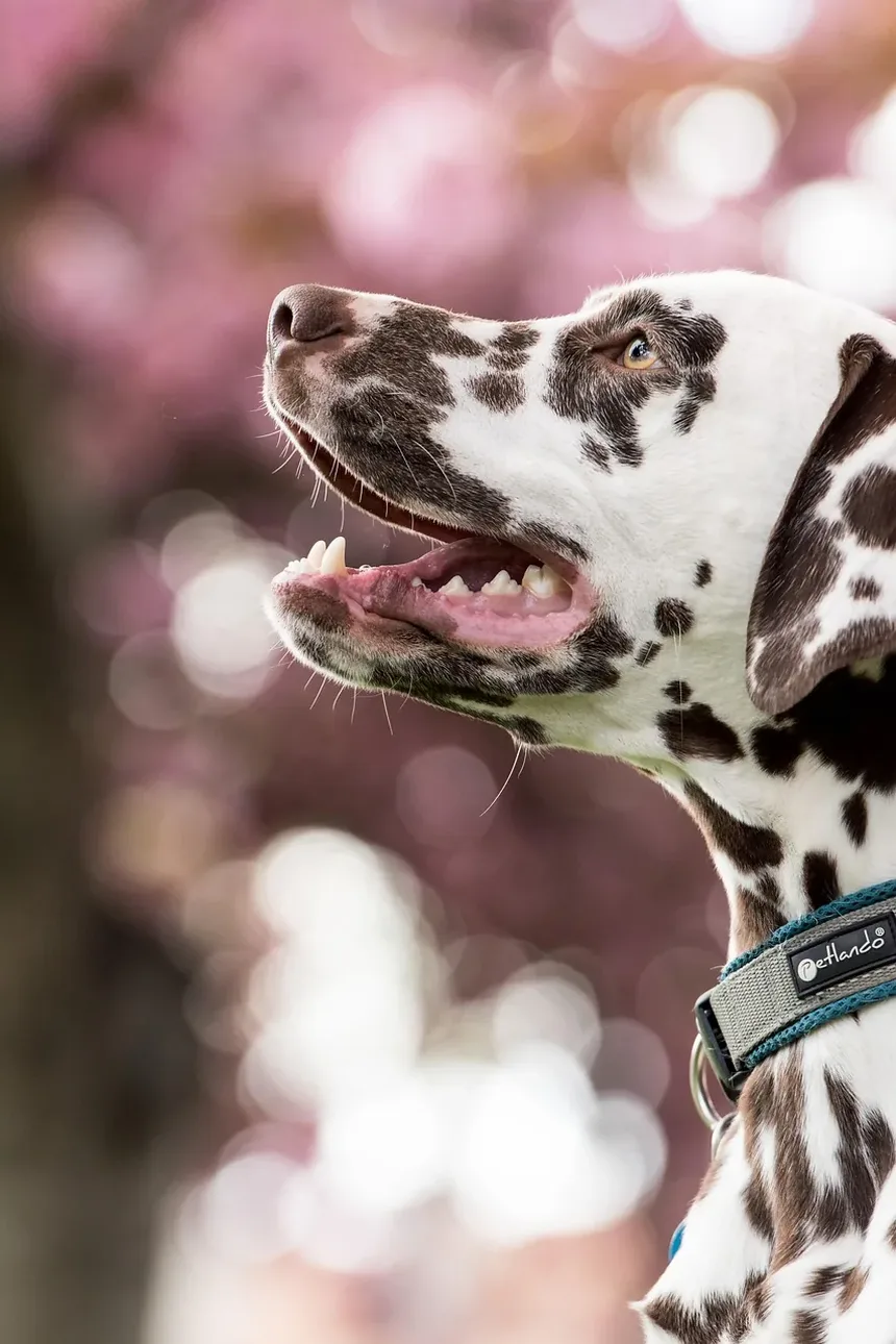 Como Acalmar um Cão Hiperativo: Estratégias e Técnicas Eficazes
