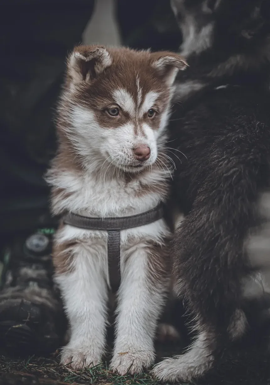Como Acalmar um Cão Hiperativo: Estratégias e Técnicas Eficazes