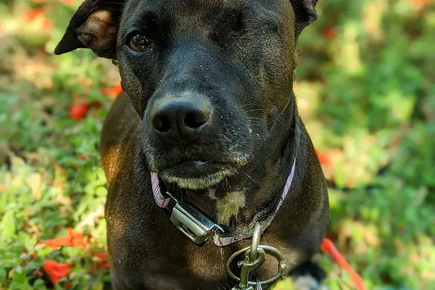 Como Acalmar um Cão Hiperativo: Estratégias e Técnicas Eficazes