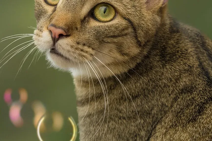 Como Lidar com Meu Gato que Me Morde: Um Guia Completo