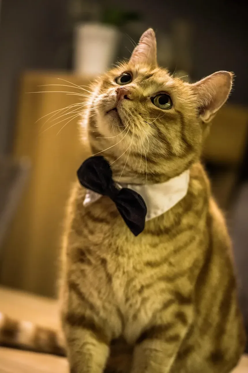 Como Ajudar um Filhote de Gato a Abrir os Olhos: Um Guia Completo