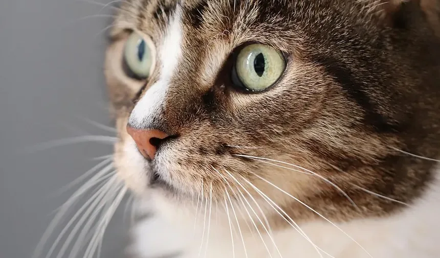 Como Ajudar um Filhote de Gato a Abrir os Olhos: Um Guia Completo