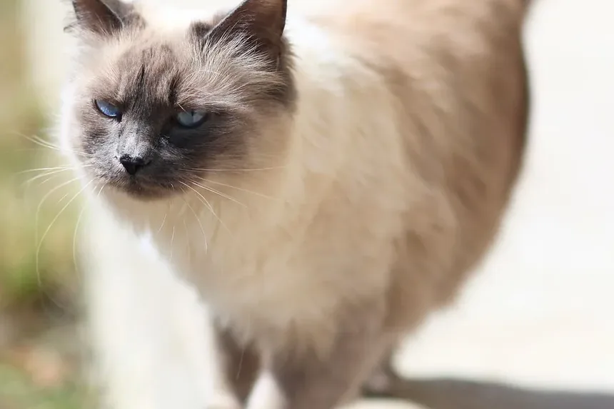 Como Ajudar um Filhote de Gato a Abrir os Olhos: Um Guia Completo