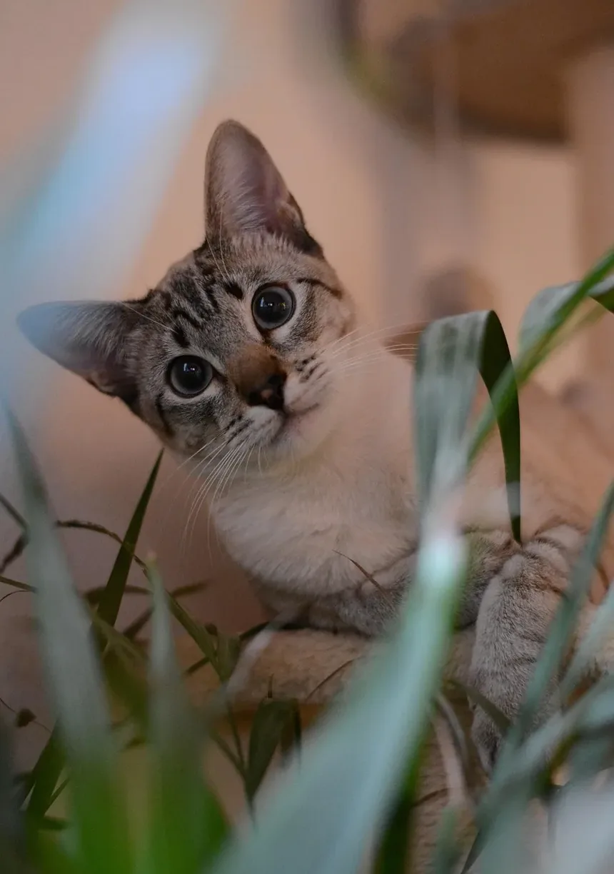 Como Ajudar Meu Gato com Alergias de Pele