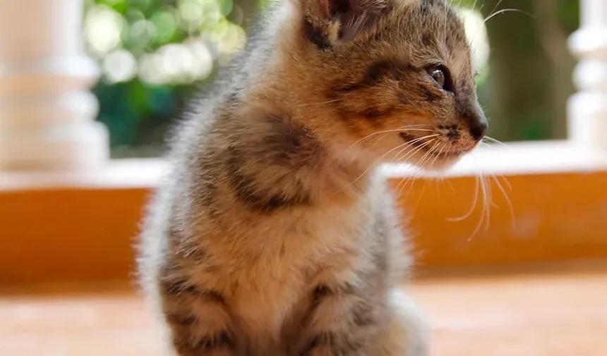 Como Ajudar Meu Gato com Alergias de Pele