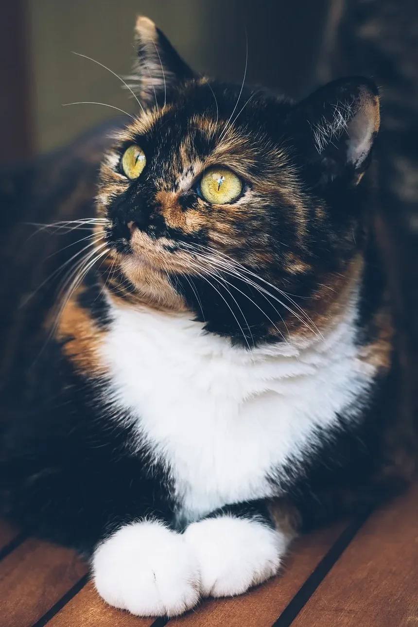 Como Ajudar nas Alergias do Meu Gato em Casa