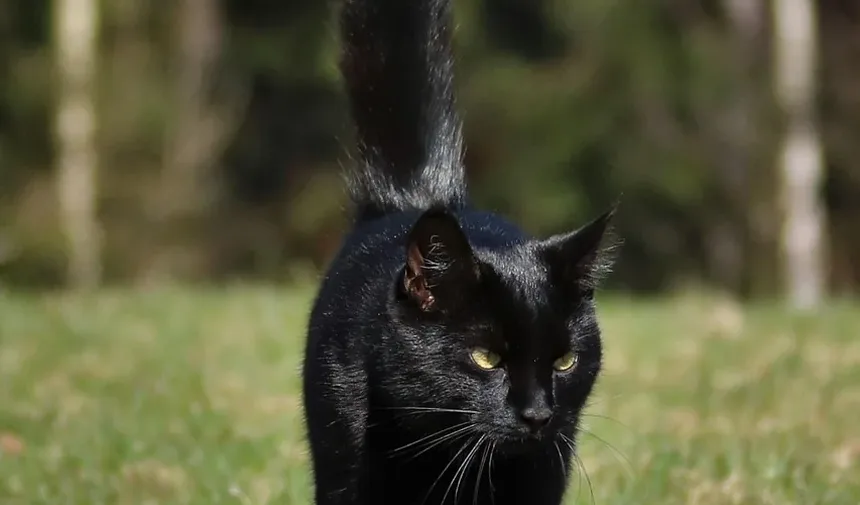 Como Ajudar nas Alergias do Meu Gato em Casa