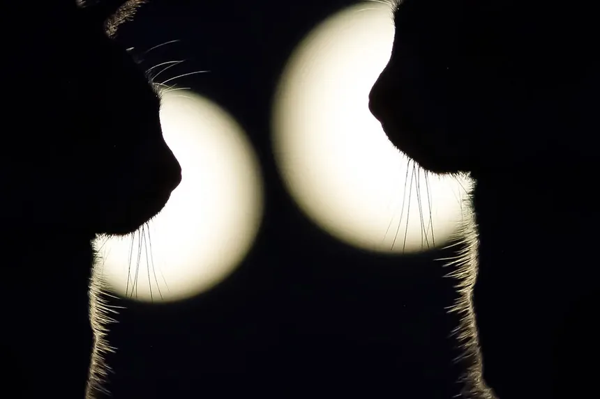 Como Ajudar nas Alergias do Meu Gato em Casa
