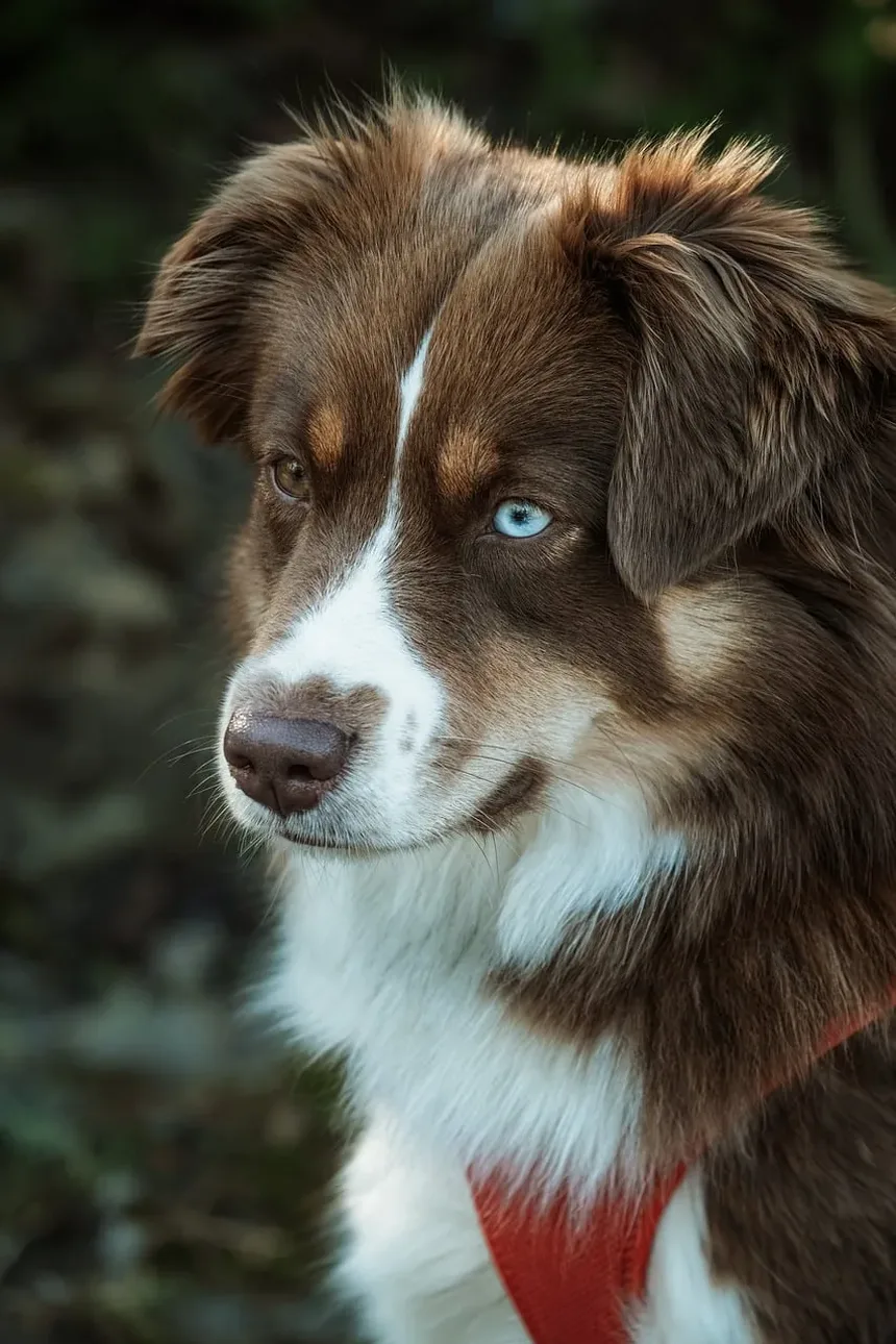 Como Ajudar Meu Cão a Perder Peso Enquanto Está em Uso de Esteróides
