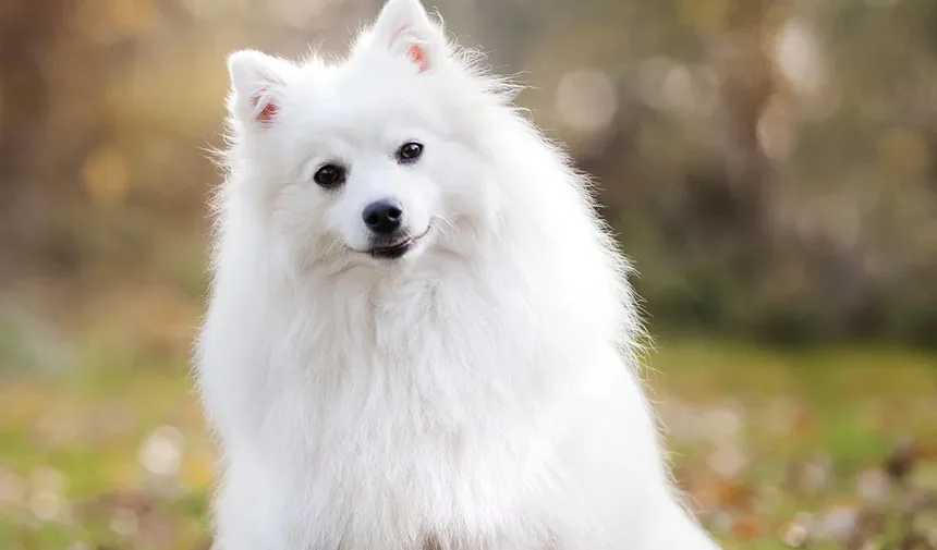 Como Ajudar Meu Cão a Perder Peso Enquanto Está em Uso de Esteróides