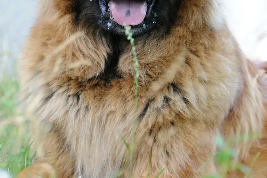 Como Ajudar Meu Cão a Perder Peso Enquanto Está em Uso de Esteróides
