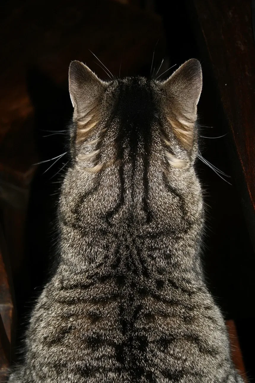 Como Ajudar Gatos Idosos a Ganhar Músculo: Um Guia Completo