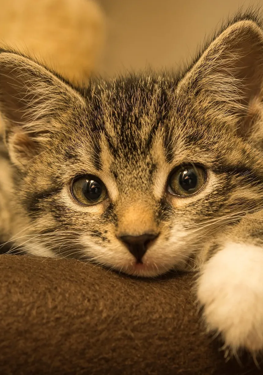 Como Ajudar Gatos Idosos a Ganhar Músculo: Um Guia Completo