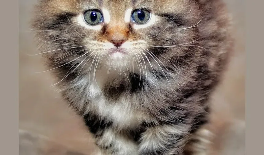 Como Ajudar Gatos Idosos a Ganhar Músculo: Um Guia Completo