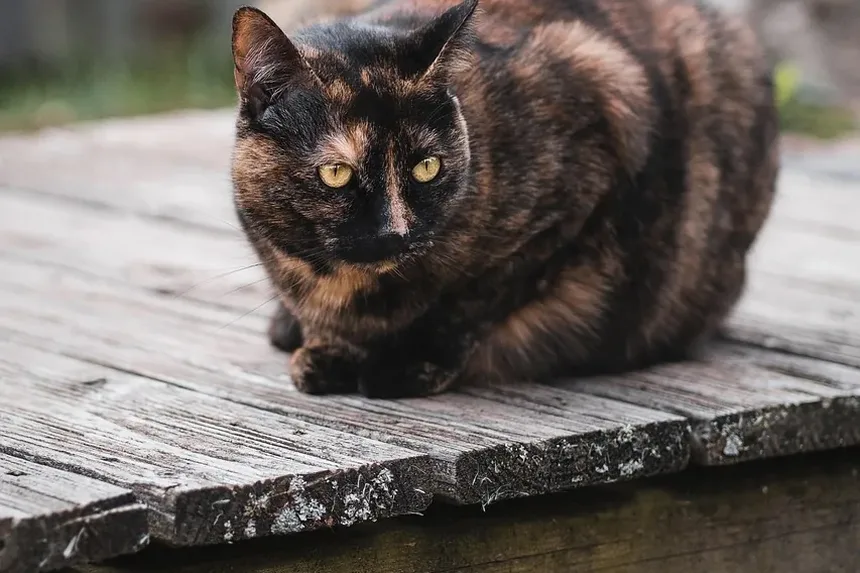 Como Ajudar Gatos Idosos a Ganhar Músculo: Um Guia Completo