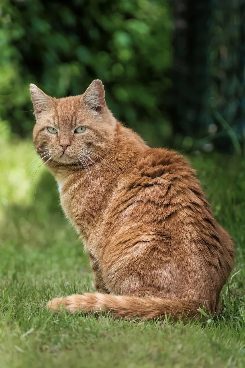 Como Saber Se Meu Gato Tem Tênias ou Vermes Redondos