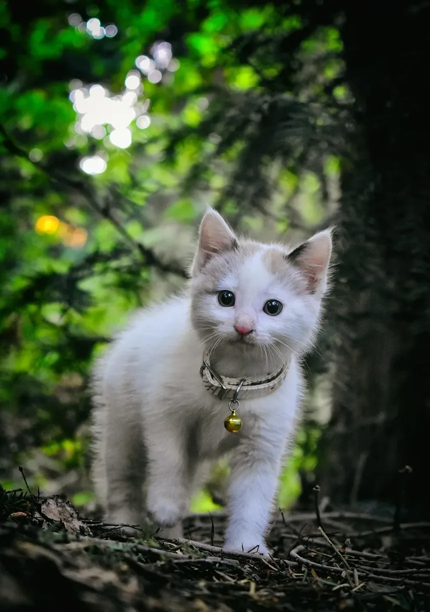 Como Saber Se Meu Gato Tem Tênias ou Vermes Redondos