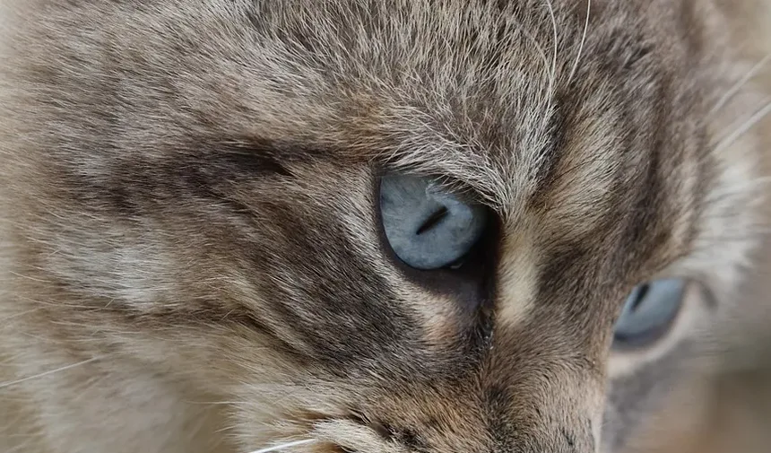 Como Saber Se Meu Gato Tem Tênias ou Vermes Redondos
