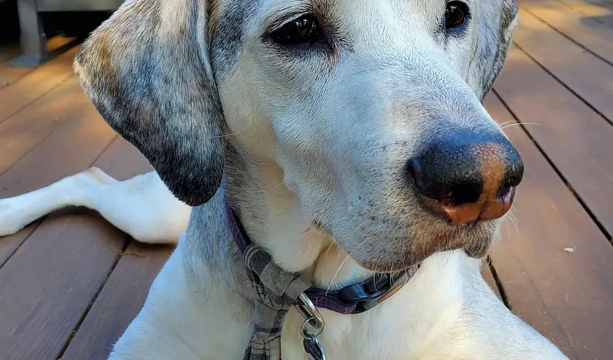 Como Identificar Parasitas nas Fezes do Cachorro: Um Guia Completo