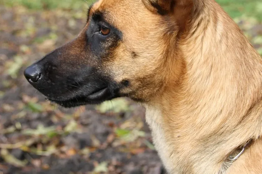 Como Identificar Parasitas nas Fezes do Cachorro: Um Guia Completo