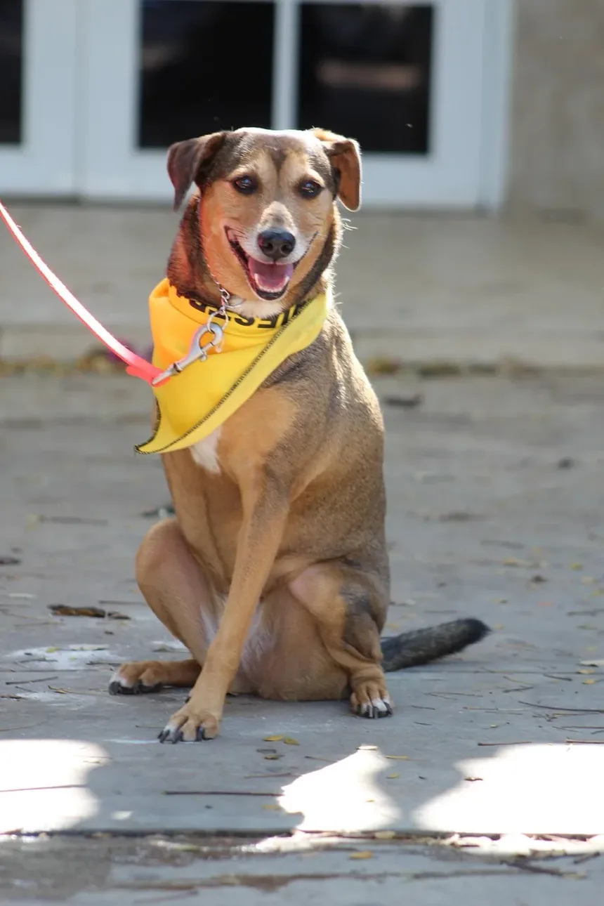 Como Tratar Picadas de Pulgas em Cães: Um Guia Completo