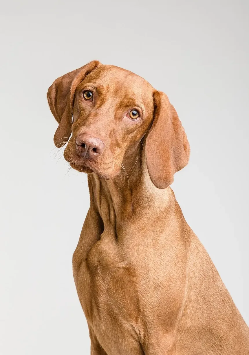 Como Tratar Picadas de Pulgas em Cães: Um Guia Completo