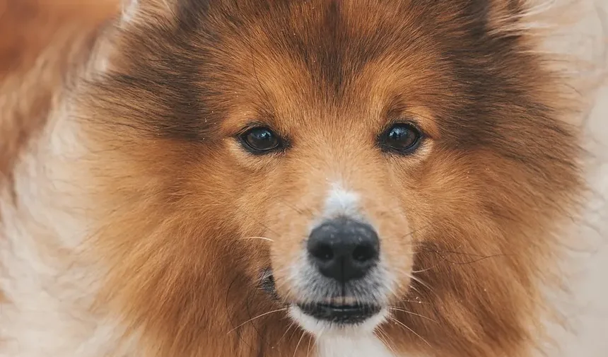 Como Tratar Picadas de Pulgas em Cães: Um Guia Completo