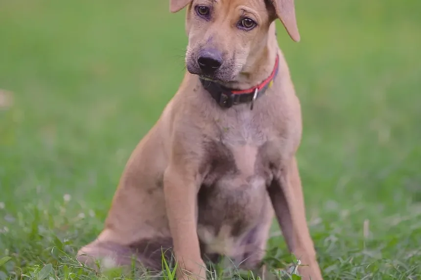 Como Tratar Picadas de Pulgas em Cães: Um Guia Completo