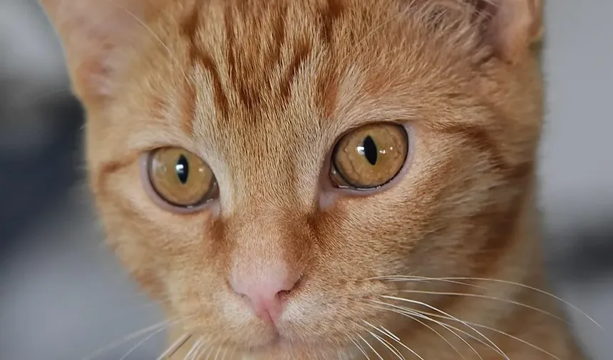 Como Tratar Celulite por Mordida de Gato: Um Guia Completo
