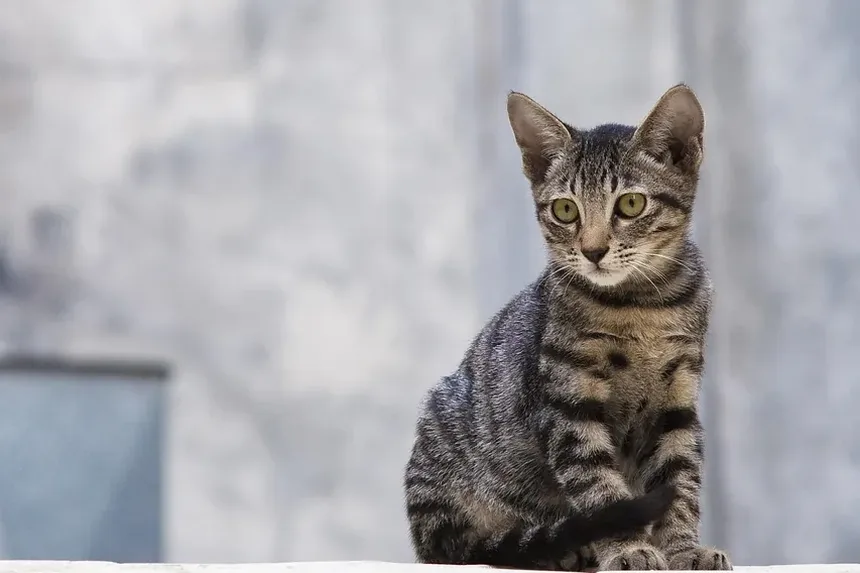 Como Tratar Celulite por Mordida de Gato: Um Guia Completo