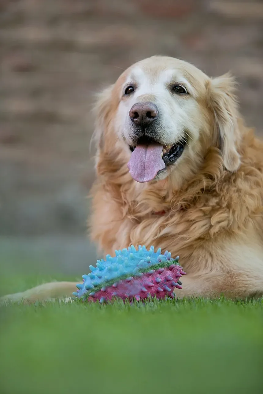Como Tratar uma Ferida Perto do Ânus do Cão: Um Guia Completo