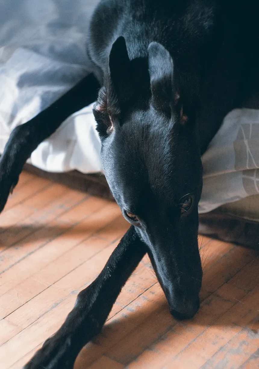 Como Tratar uma Ferida Perto do Ânus do Cão: Um Guia Completo