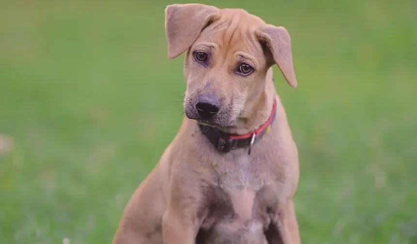 Como Tratar uma Ferida Perto do Ânus do Cão: Um Guia Completo
