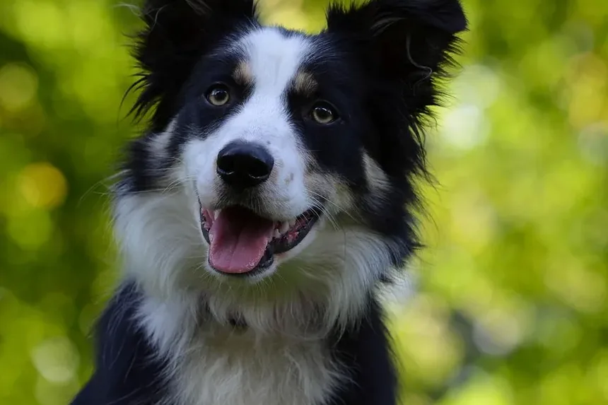 Como Tratar uma Ferida Perto do Ânus do Cão: Um Guia Completo