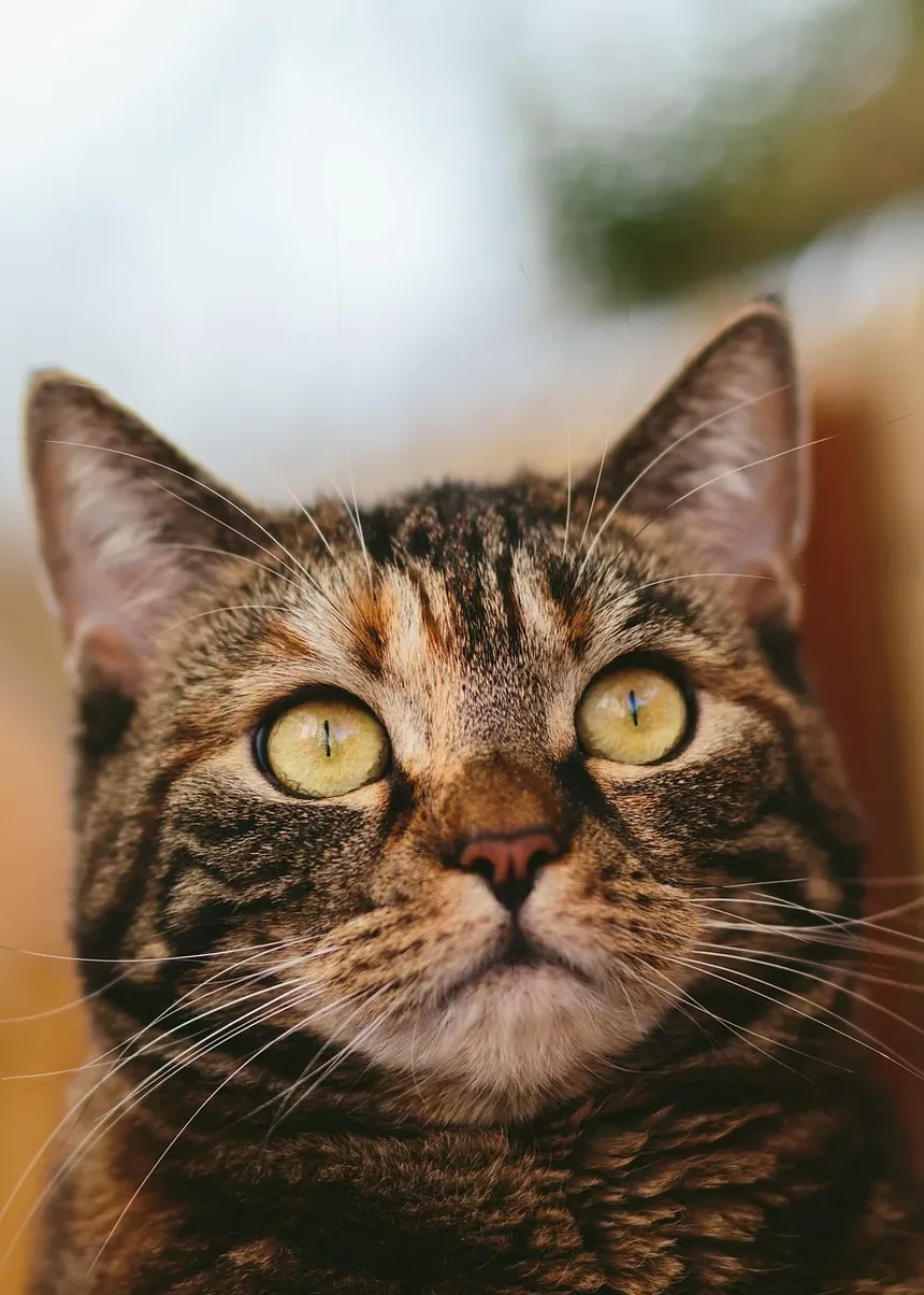 Como Tratar Gatinhos para Vermes: Um Guia Completo