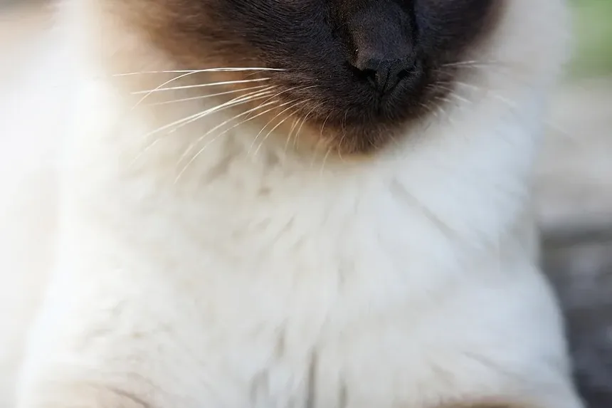 Como Tratar Gatinhos para Vermes: Um Guia Completo