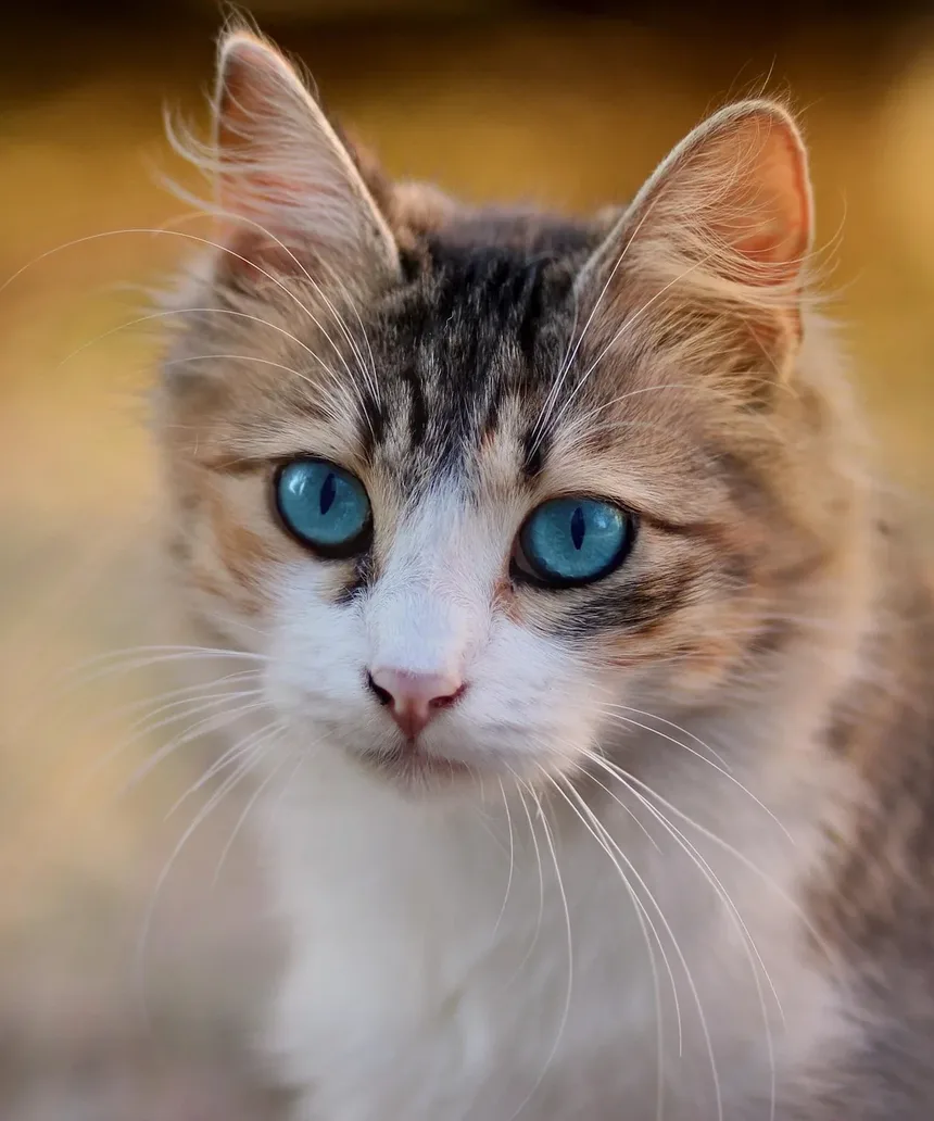 Como Cortar as Unhas do Gato Quando Ele Não Gosta
