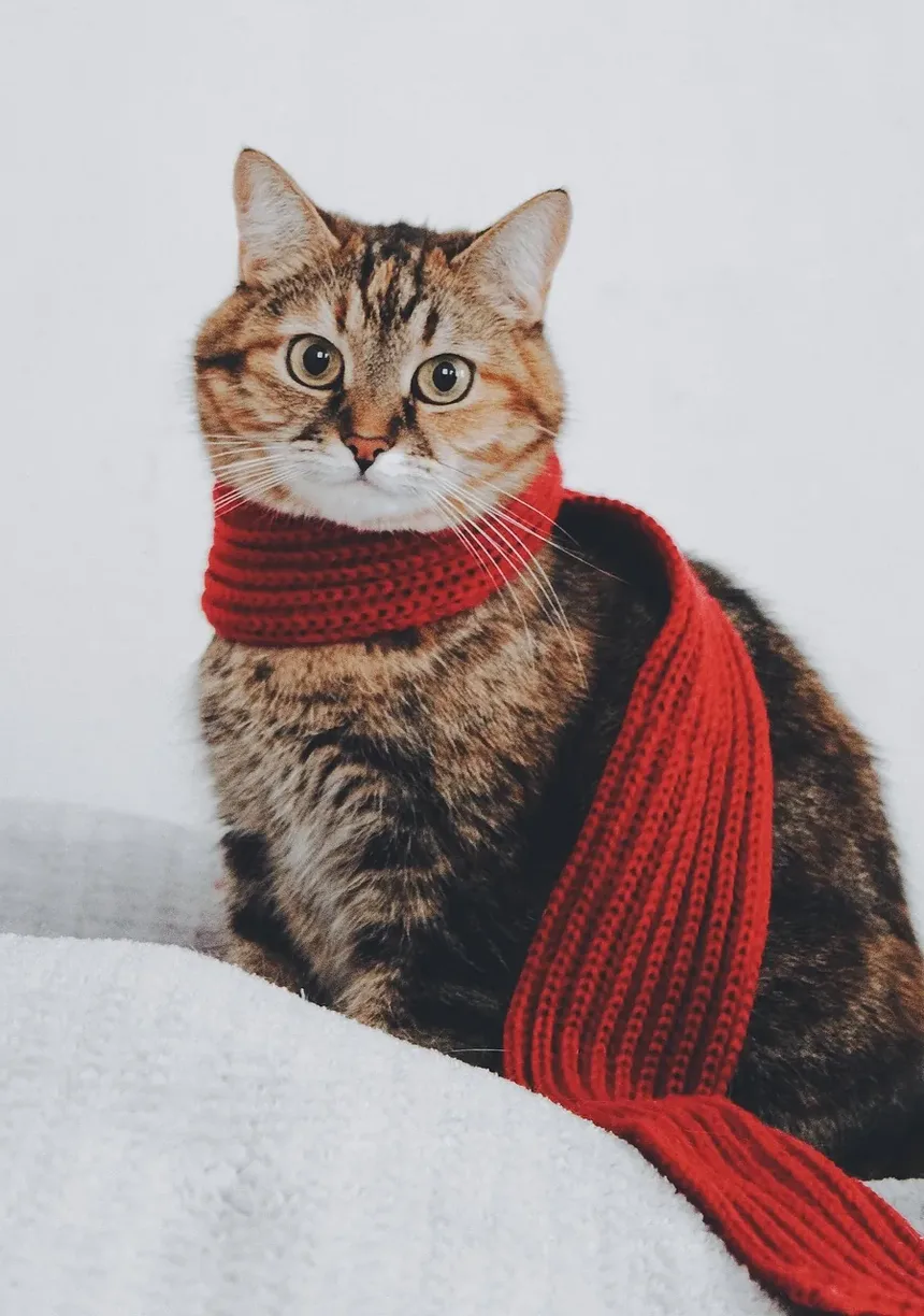 Como Cortar as Unhas do Gato Quando Ele Não Gosta