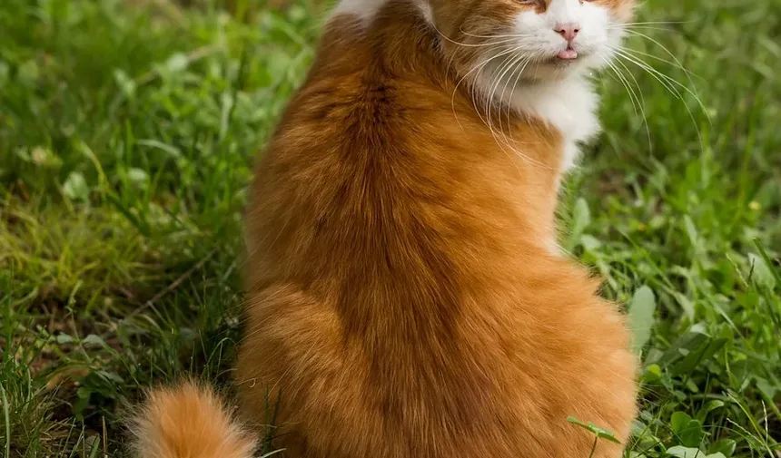Como Cortar as Unhas do Gato Quando Ele Não Gosta