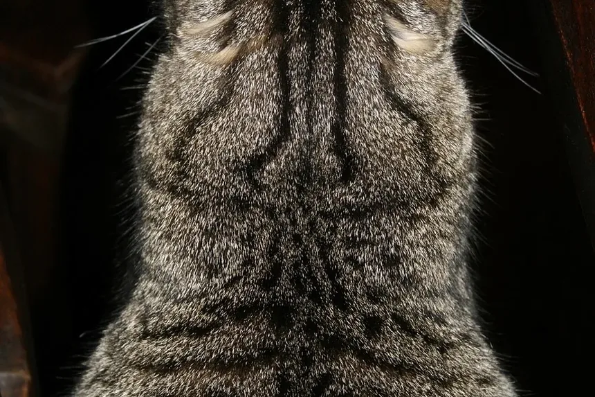 Como Cortar as Unhas do Gato Quando Ele Não Gosta