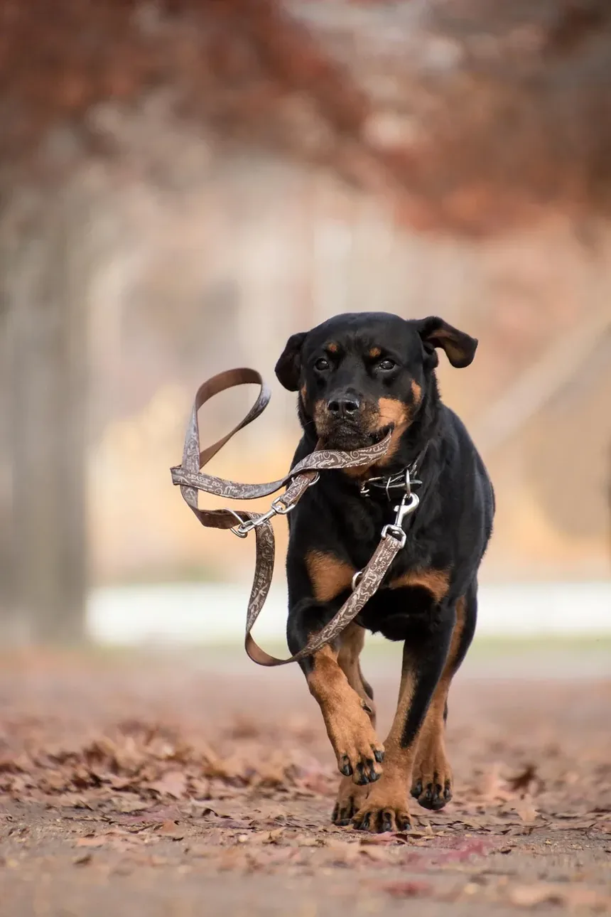 Como Aparar as Unhas do Cachorro com uma Lixadeira: Um Guia Completo