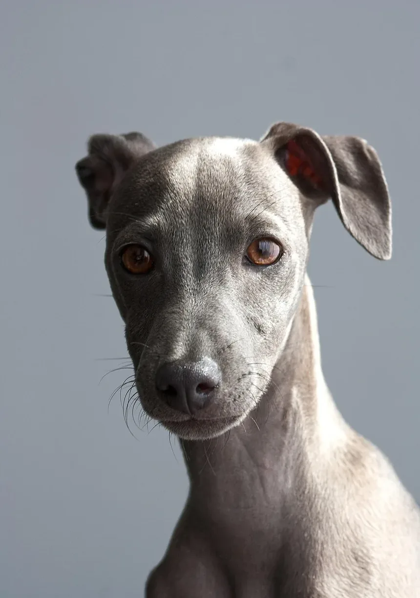 Como Aparar as Unhas do Cachorro com uma Lixadeira: Um Guia Completo