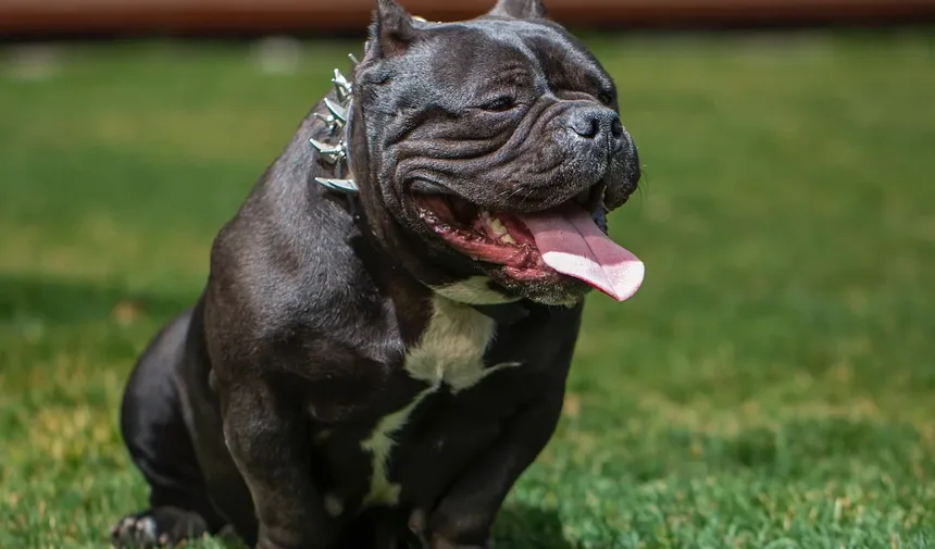 Como Aparar as Unhas do Cachorro com uma Lixadeira: Um Guia Completo
