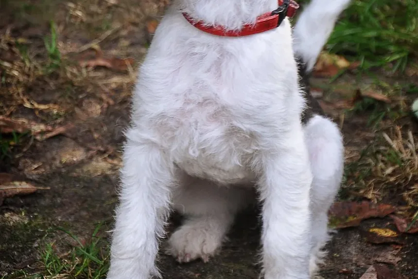 Como Aparar as Unhas do Cachorro com uma Lixadeira: Um Guia Completo