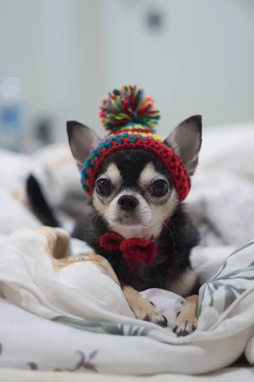 Como Cortar as Unhas do Cachorro Sem Sangrar: Um Guia Completo