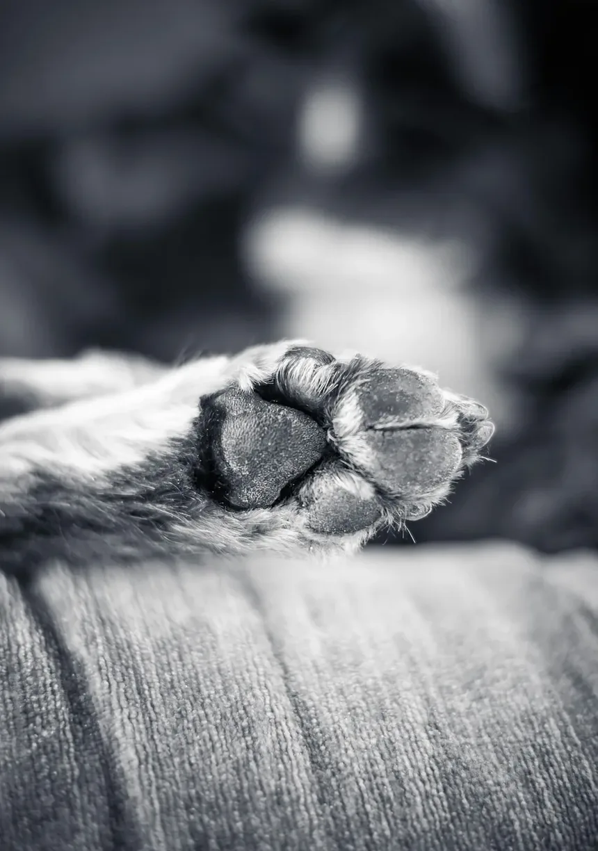 Como Cortar as Unhas do Cachorro Sem Sangrar: Um Guia Completo