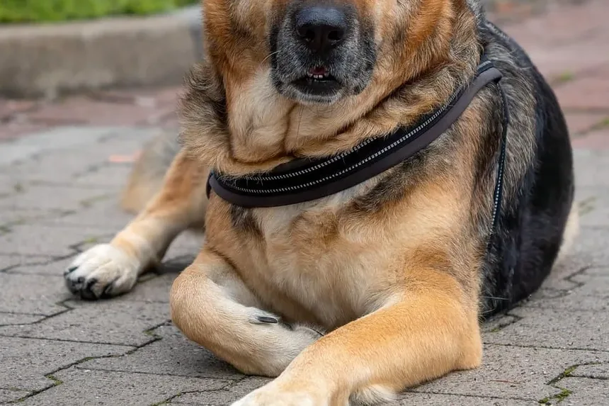 Como Cortar as Unhas do Cachorro Sem Sangrar: Um Guia Completo